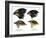 Four or the species of finch observed by Darwin on the Galapagos Islands-Unknown-Framed Giclee Print