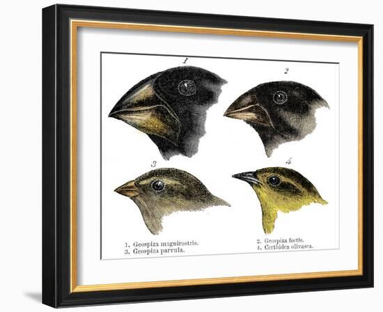 Four or the species of finch observed by Darwin on the Galapagos Islands-Unknown-Framed Giclee Print