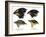 Four or the species of finch observed by Darwin on the Galapagos Islands-Unknown-Framed Giclee Print