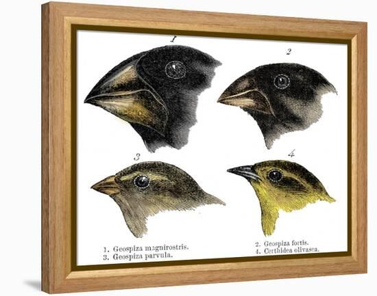 Four or the species of finch observed by Darwin on the Galapagos Islands-Unknown-Framed Premier Image Canvas