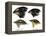 Four or the species of finch observed by Darwin on the Galapagos Islands-Unknown-Framed Premier Image Canvas