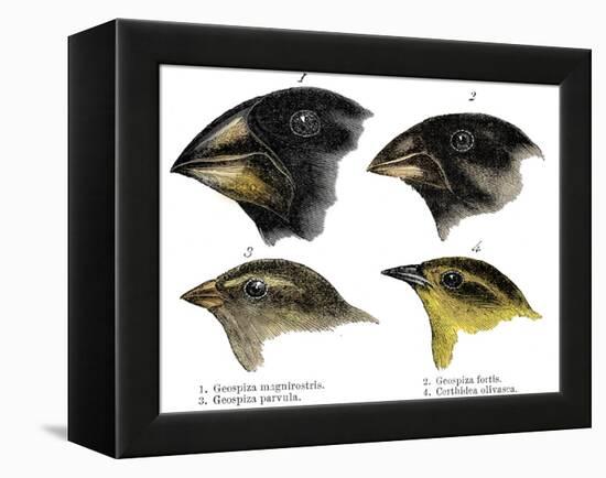 Four or the species of finch observed by Darwin on the Galapagos Islands-Unknown-Framed Premier Image Canvas