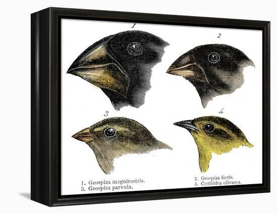 Four or the species of finch observed by Darwin on the Galapagos Islands-Unknown-Framed Premier Image Canvas