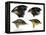 Four or the species of finch observed by Darwin on the Galapagos Islands-Unknown-Framed Premier Image Canvas