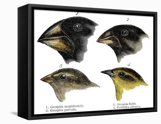 Four or the species of finch observed by Darwin on the Galapagos Islands-Unknown-Framed Premier Image Canvas