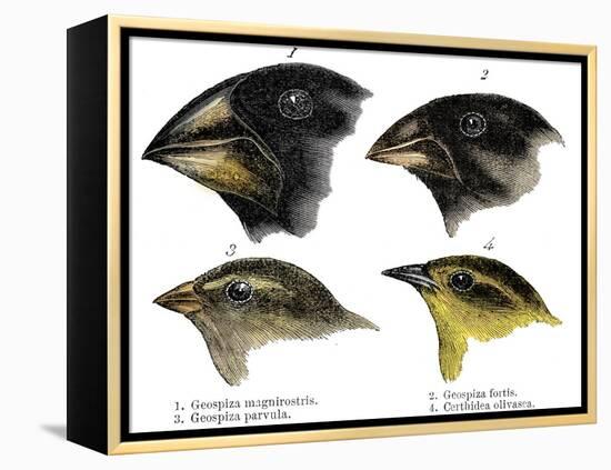 Four or the species of finch observed by Darwin on the Galapagos Islands-Unknown-Framed Premier Image Canvas