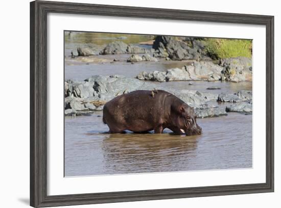 Four Oxpecker Birds Perch on Back of Hippo, Landscape View-James Heupel-Framed Photographic Print