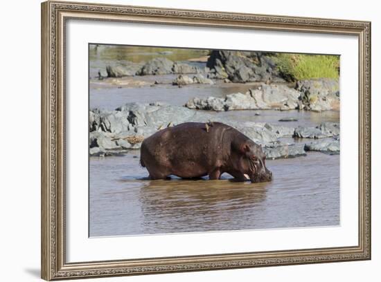 Four Oxpecker Birds Perch on Back of Hippo, Landscape View-James Heupel-Framed Photographic Print