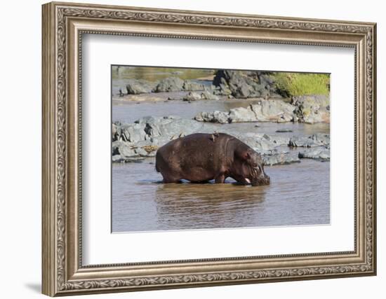 Four Oxpecker Birds Perch on Back of Hippo, Landscape View-James Heupel-Framed Photographic Print