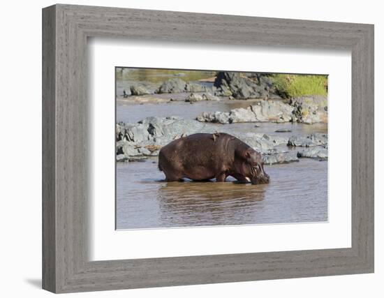 Four Oxpecker Birds Perch on Back of Hippo, Landscape View-James Heupel-Framed Photographic Print