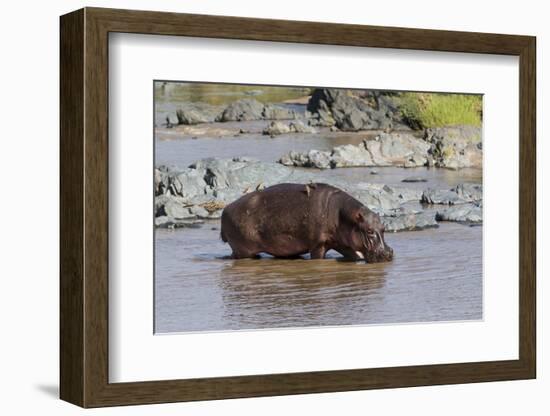 Four Oxpecker Birds Perch on Back of Hippo, Landscape View-James Heupel-Framed Photographic Print