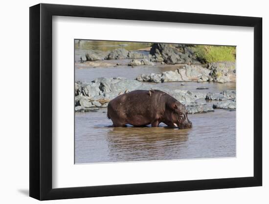 Four Oxpecker Birds Perch on Back of Hippo, Landscape View-James Heupel-Framed Photographic Print