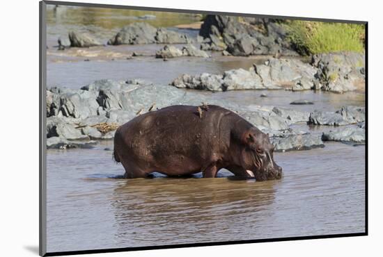 Four Oxpecker Birds Perch on Back of Hippo, Landscape View-James Heupel-Mounted Photographic Print