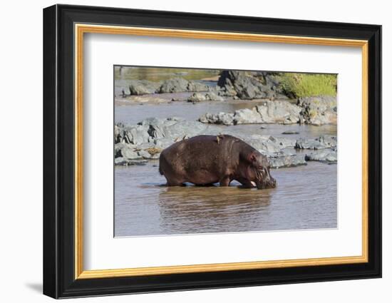 Four Oxpecker Birds Perch on Back of Hippo, Landscape View-James Heupel-Framed Photographic Print