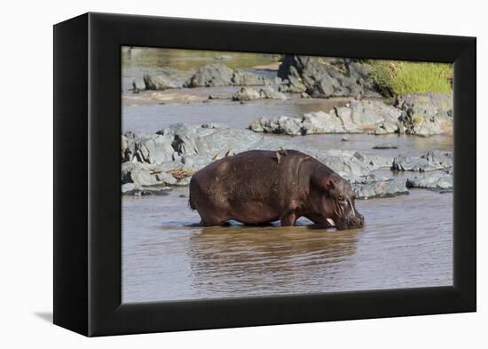 Four Oxpecker Birds Perch on Back of Hippo, Landscape View-James Heupel-Framed Premier Image Canvas