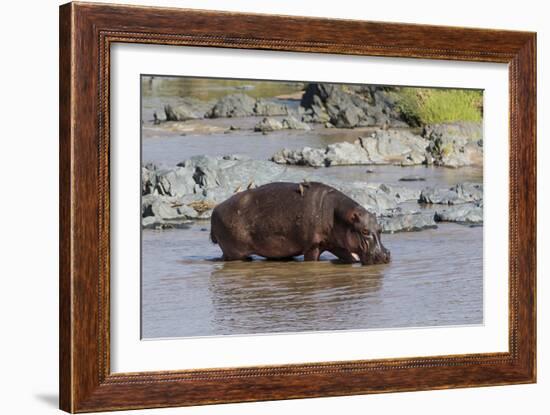 Four Oxpecker Birds Perch on Back of Hippo, Landscape View-James Heupel-Framed Photographic Print