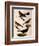 Four Perching Birds-William Home Lizars-Framed Giclee Print