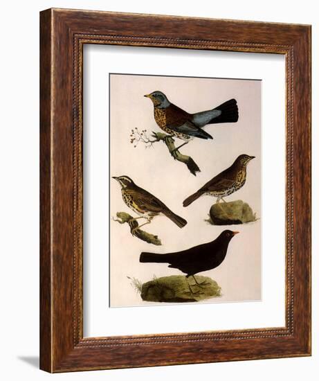 Four Perching Birds-William Home Lizars-Framed Giclee Print