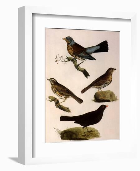 Four Perching Birds-William Home Lizars-Framed Giclee Print