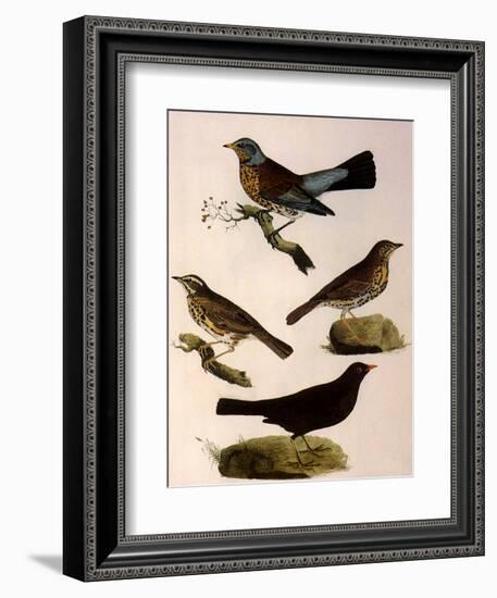 Four Perching Birds-William Home Lizars-Framed Giclee Print