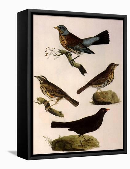 Four Perching Birds-William Home Lizars-Framed Premier Image Canvas