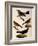 Four Perching Birds-William Home Lizars-Framed Giclee Print