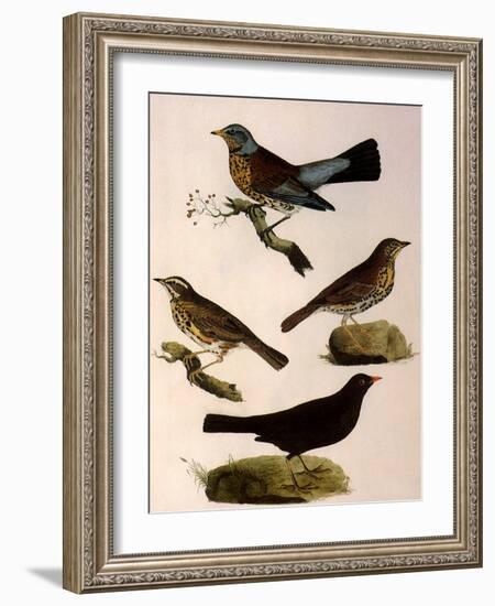 Four Perching Birds-William Home Lizars-Framed Giclee Print