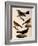 Four Perching Birds-William Home Lizars-Framed Giclee Print