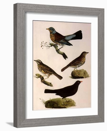 Four Perching Birds-William Home Lizars-Framed Giclee Print