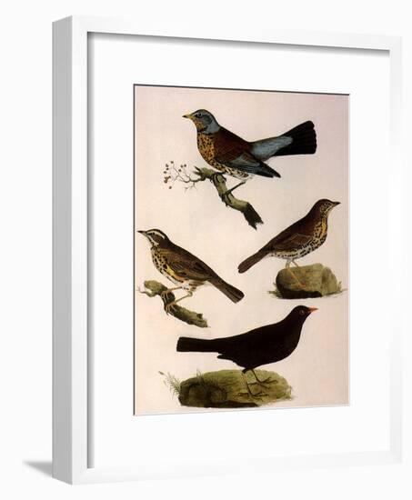 Four Perching Birds-William Home Lizars-Framed Giclee Print