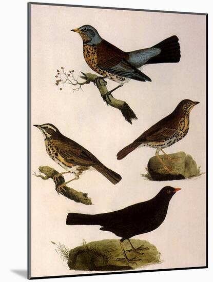 Four Perching Birds-William Home Lizars-Mounted Giclee Print