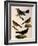 Four Perching Birds-William Home Lizars-Framed Giclee Print