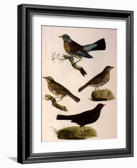 Four Perching Birds-William Home Lizars-Framed Giclee Print