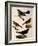 Four Perching Birds-William Home Lizars-Framed Giclee Print