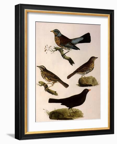 Four Perching Birds-William Home Lizars-Framed Giclee Print