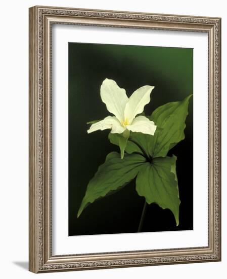 Four Petal White Trillium, Wilderness State Park, Michigan, USA-Claudia Adams-Framed Photographic Print