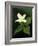 Four Petal White Trillium, Wilderness State Park, Michigan, USA-Claudia Adams-Framed Photographic Print