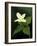 Four Petal White Trillium, Wilderness State Park, Michigan, USA-Claudia Adams-Framed Photographic Print