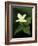 Four Petal White Trillium, Wilderness State Park, Michigan, USA-Claudia Adams-Framed Photographic Print