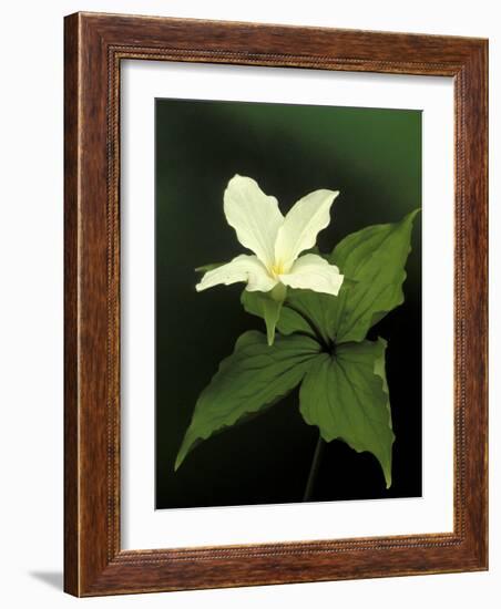 Four Petal White Trillium, Wilderness State Park, Michigan, USA-Claudia Adams-Framed Photographic Print