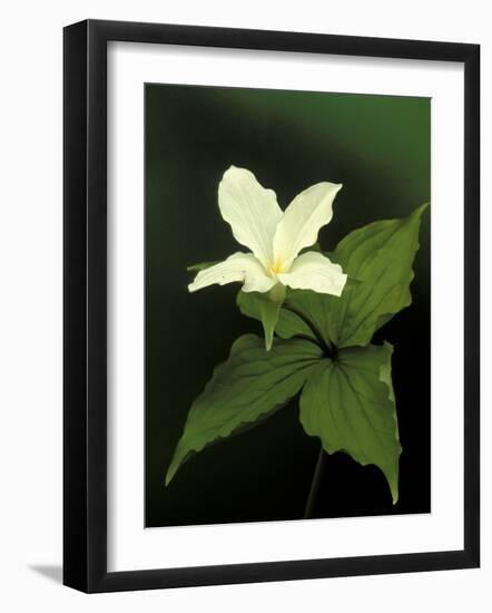 Four Petal White Trillium, Wilderness State Park, Michigan, USA-Claudia Adams-Framed Photographic Print