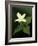 Four Petal White Trillium, Wilderness State Park, Michigan, USA-Claudia Adams-Framed Photographic Print