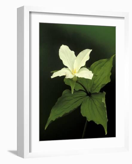 Four Petal White Trillium, Wilderness State Park, Michigan, USA-Claudia Adams-Framed Photographic Print