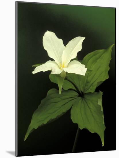 Four Petal White Trillium, Wilderness State Park, Michigan, USA-Claudia Adams-Mounted Photographic Print