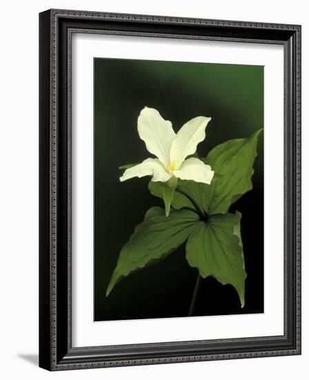 Four Petal White Trillium, Wilderness State Park, Michigan, USA-Claudia Adams-Framed Photographic Print