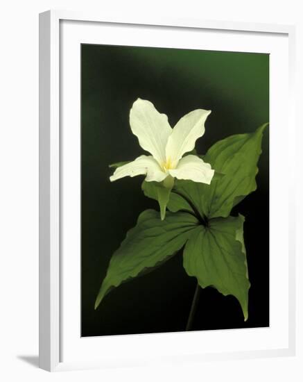 Four Petal White Trillium, Wilderness State Park, Michigan, USA-Claudia Adams-Framed Photographic Print