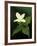 Four Petal White Trillium, Wilderness State Park, Michigan, USA-Claudia Adams-Framed Photographic Print