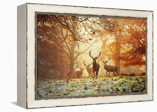 Four Red Deer, Cervus Elaphus, in the Forest in Autumn-Alex Saberi-Framed Premier Image Canvas