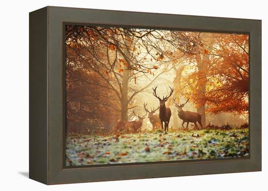 Four Red Deer, Cervus Elaphus, in the Forest in Autumn-Alex Saberi-Framed Premier Image Canvas