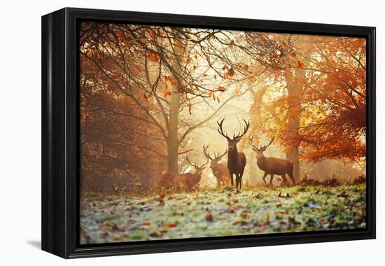 Four Red Deer, Cervus Elaphus, in the Forest in Autumn-Alex Saberi-Framed Premier Image Canvas